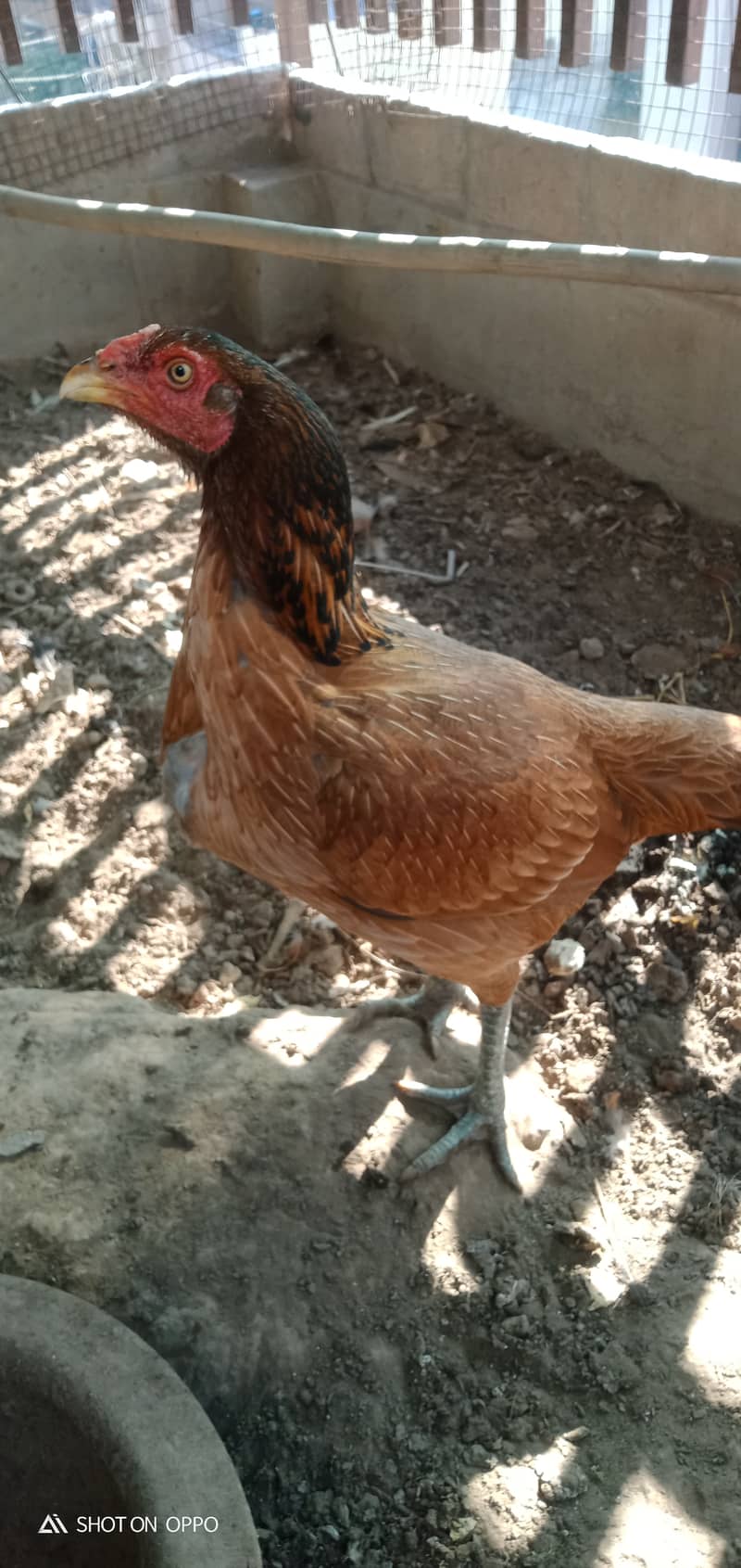 Pure Thai Quality Aseel Hen/Neck Locker Family/home breed 0