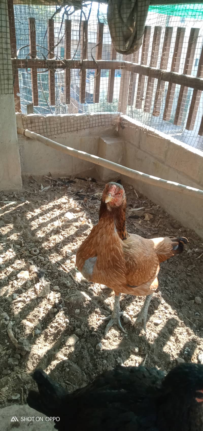 Pure Thai Quality Aseel Hen/Neck Locker Family/home breed 1