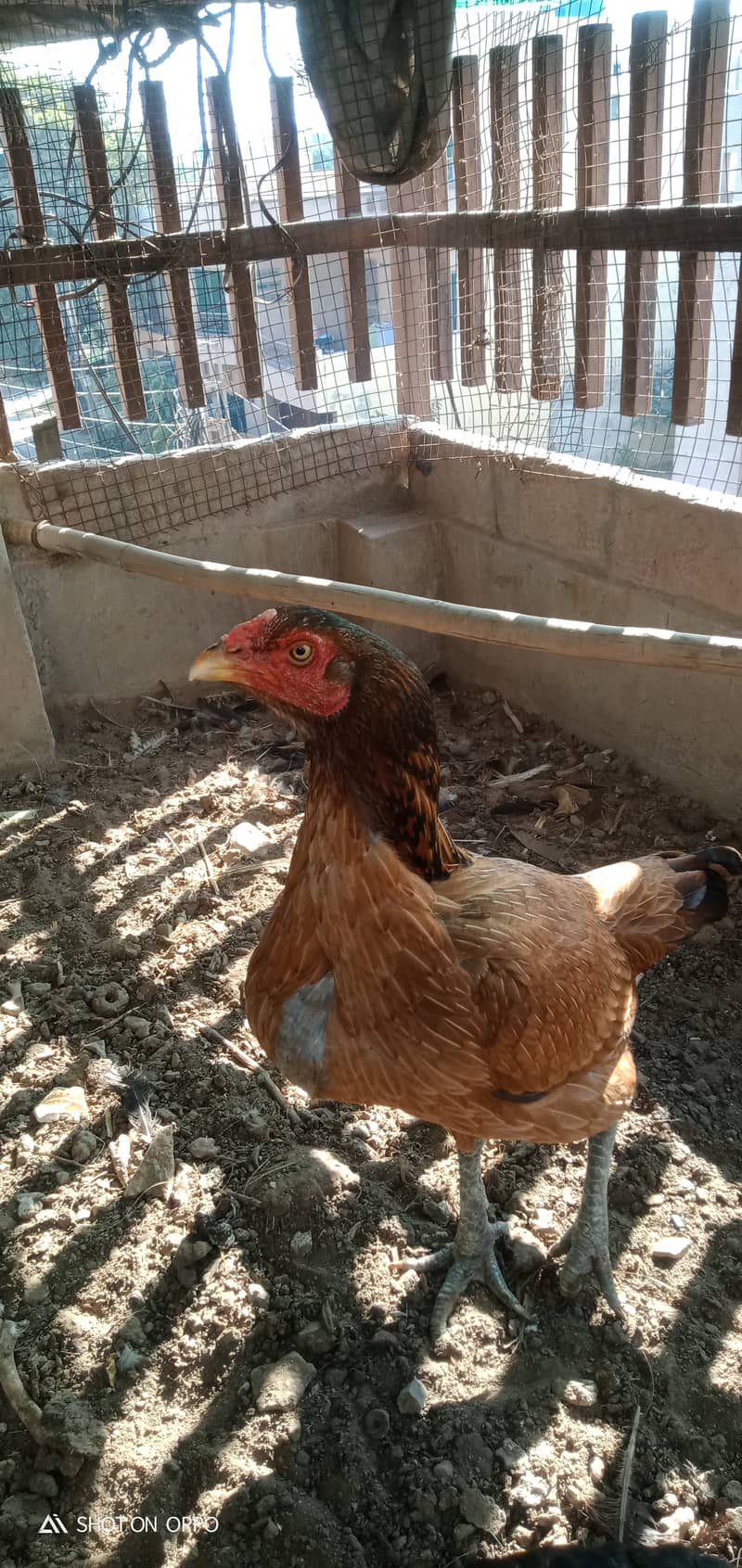 Pure Thai Quality Aseel Hen/Neck Locker Family/home breed 2