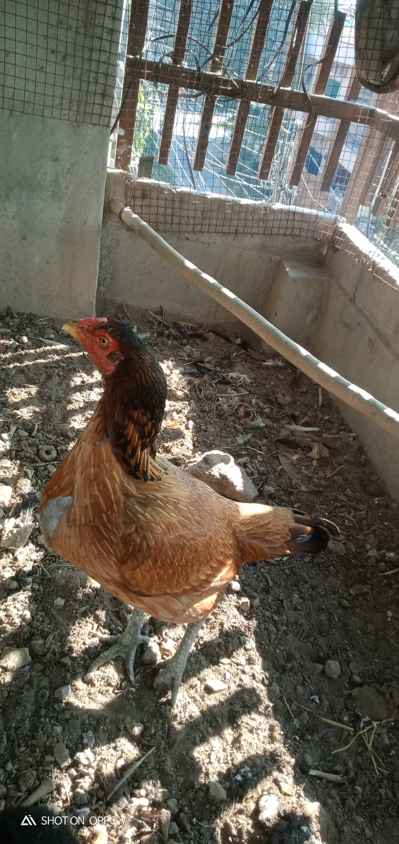 Pure Thai Quality Aseel Hen/Neck Locker Family/home breed 3