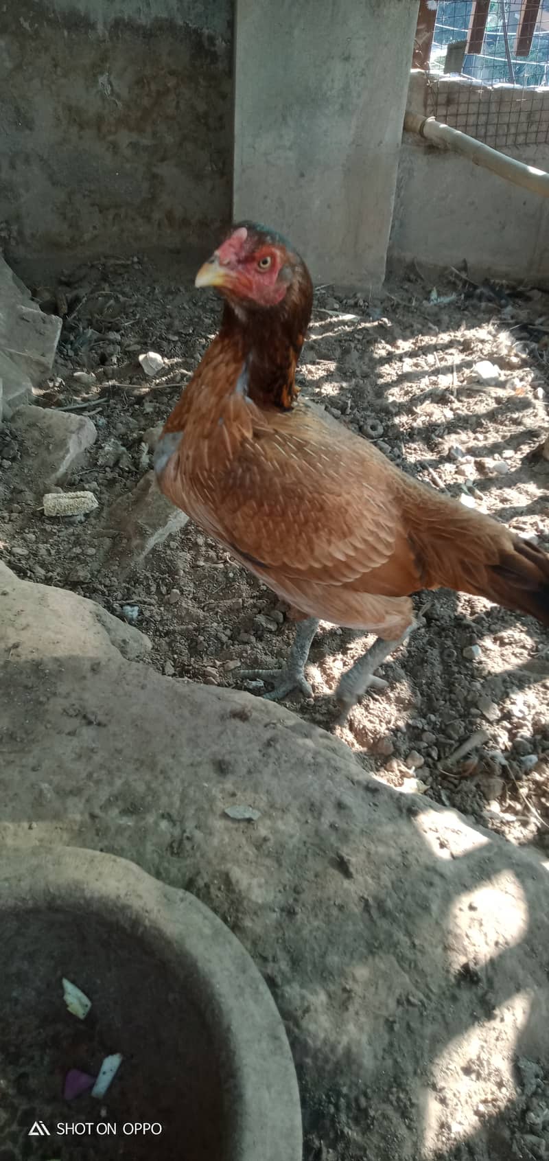 Pure Thai Quality Aseel Hen/Neck Locker Family/home breed 4