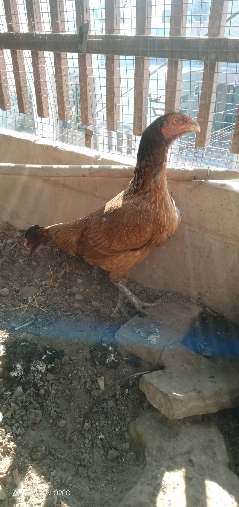 Pure Thai Quality Aseel Hen/Neck Locker Family/home breed 5