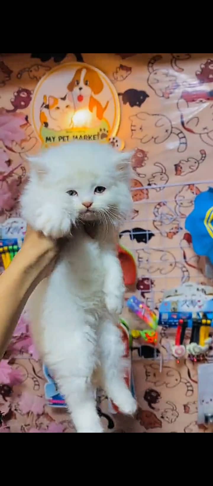 Persian cat for sale female my WhatsApp, 03=24=071=61=05 1