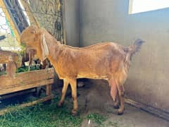 Goat setup for Sale 2 breeder bakri 1 Breeder Bakra