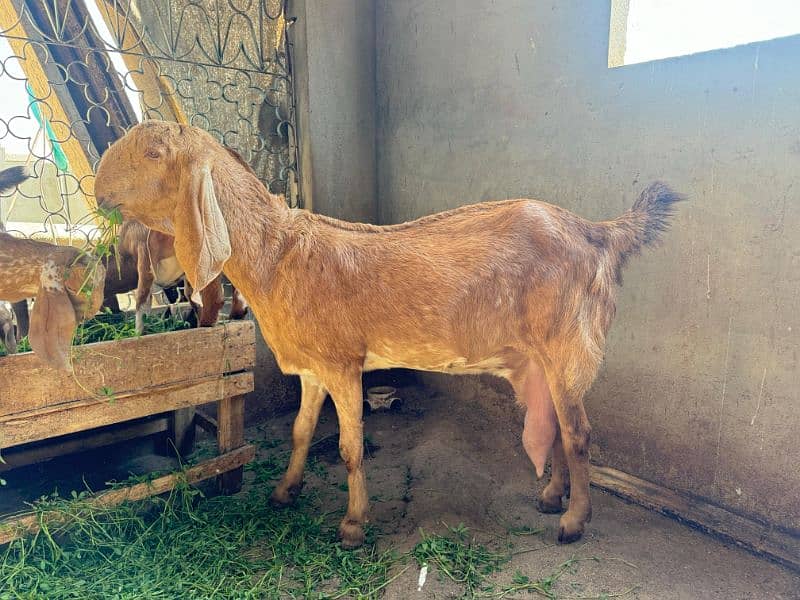 Goat setup for Sale 2 breeder bakri 1 Breeder Bakra 0