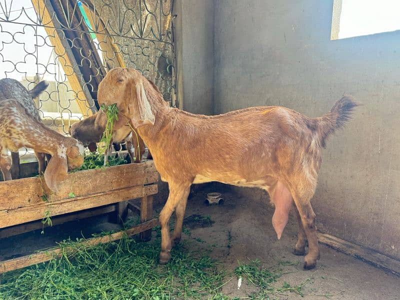 Goat setup for Sale 2 breeder bakri 1 Breeder Bakra 1