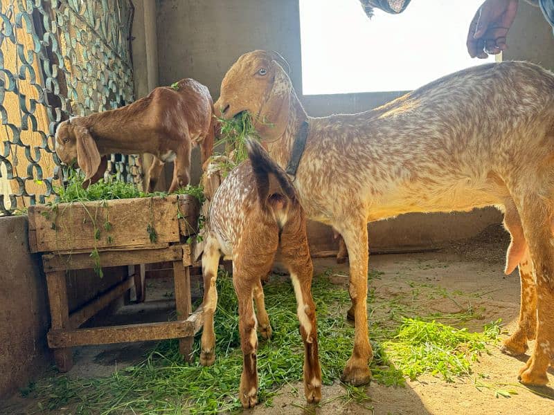 Goat setup for Sale 2 breeder bakri 1 Breeder Bakra 2