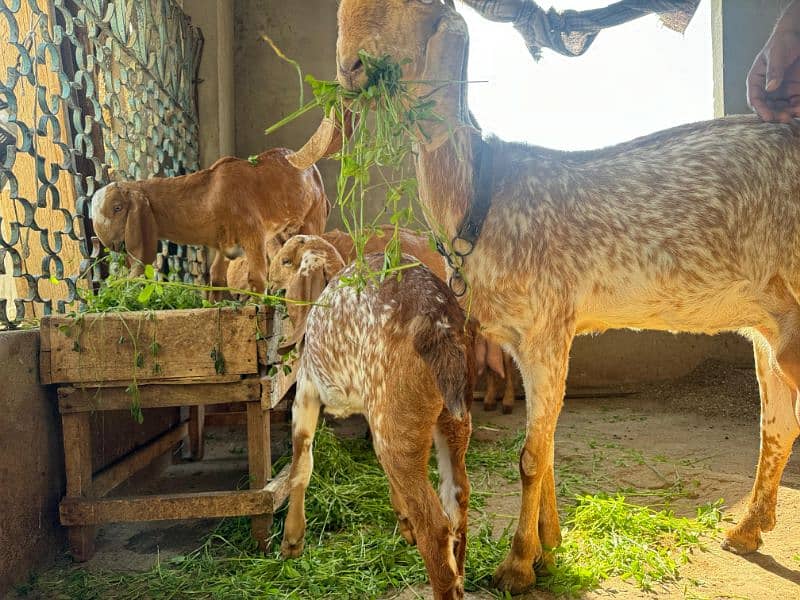 Goat setup for Sale 2 breeder bakri 1 Breeder Bakra 3