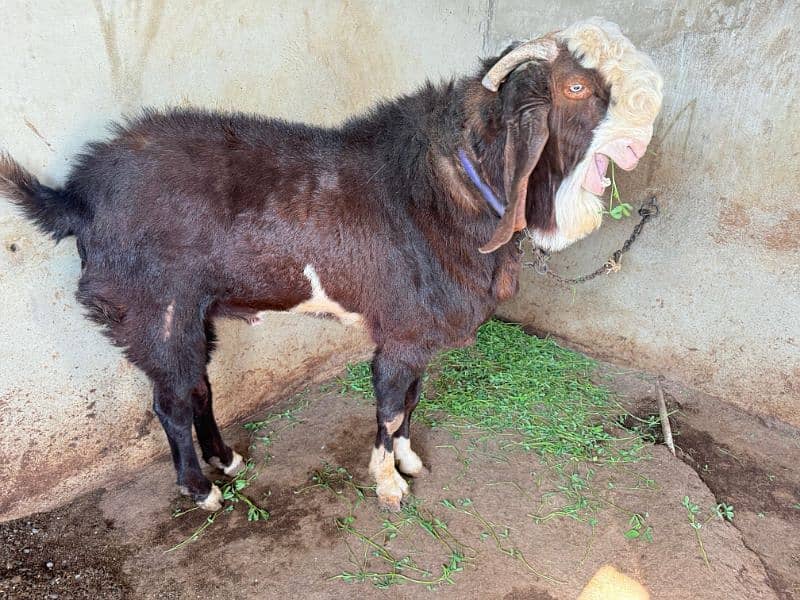 Goat setup for Sale 2 breeder bakri 1 Breeder Bakra 4