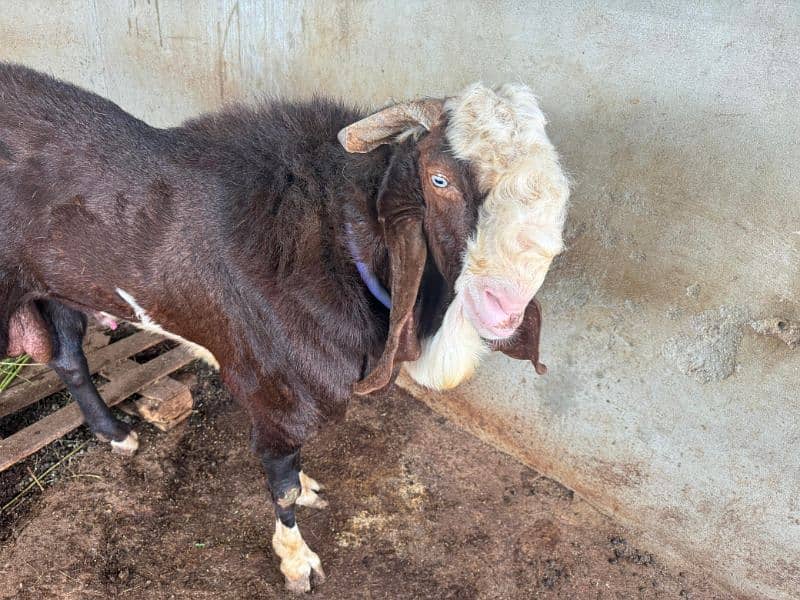 Goat setup for Sale 2 breeder bakri 1 Breeder Bakra 5