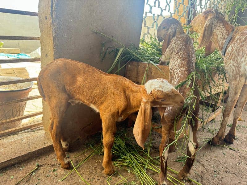 Goat setup for Sale 2 breeder bakri 1 Breeder Bakra 6