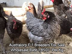 Blue Australorp Hens | Splash Australop Black Austrolop | Breeder Eggs