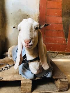 Gulabi goat for Sell (PAATH)