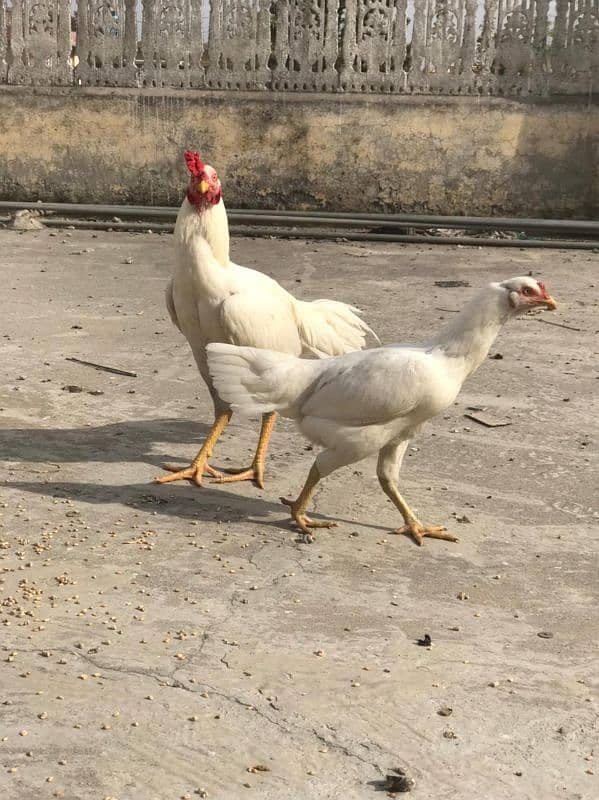 Hera Fresh Eggs For Sale 2