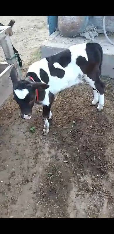 cow for sale 2