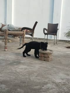 black German Shepherd female dog 2 month age