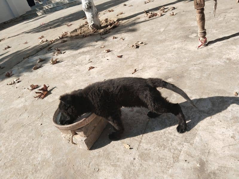 black German Shepherd female dog 2 month age 1