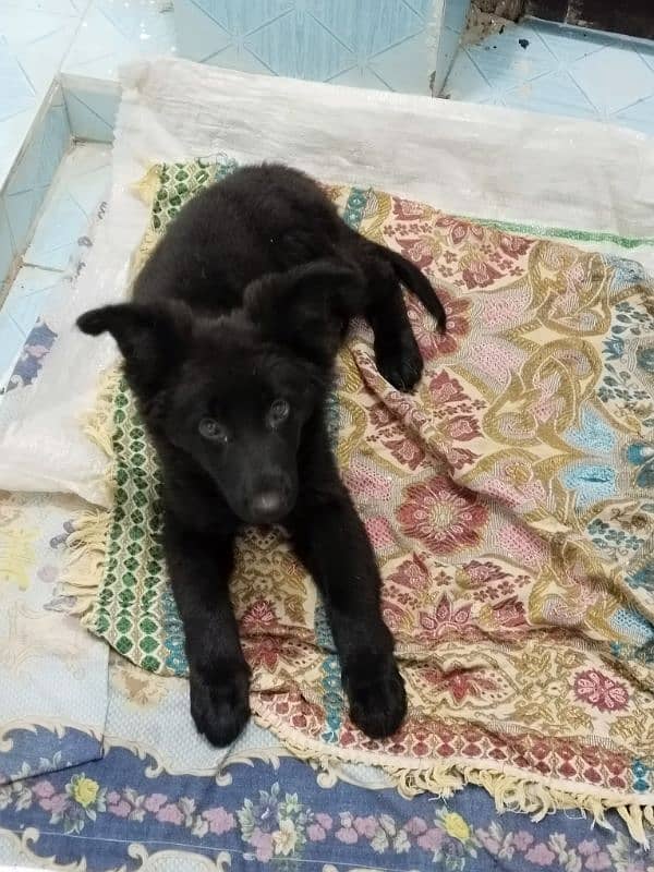 black German Shepherd female dog 2 month age 2