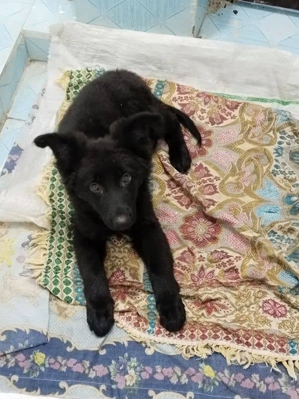 black German Shepherd female dog 2 month age 3