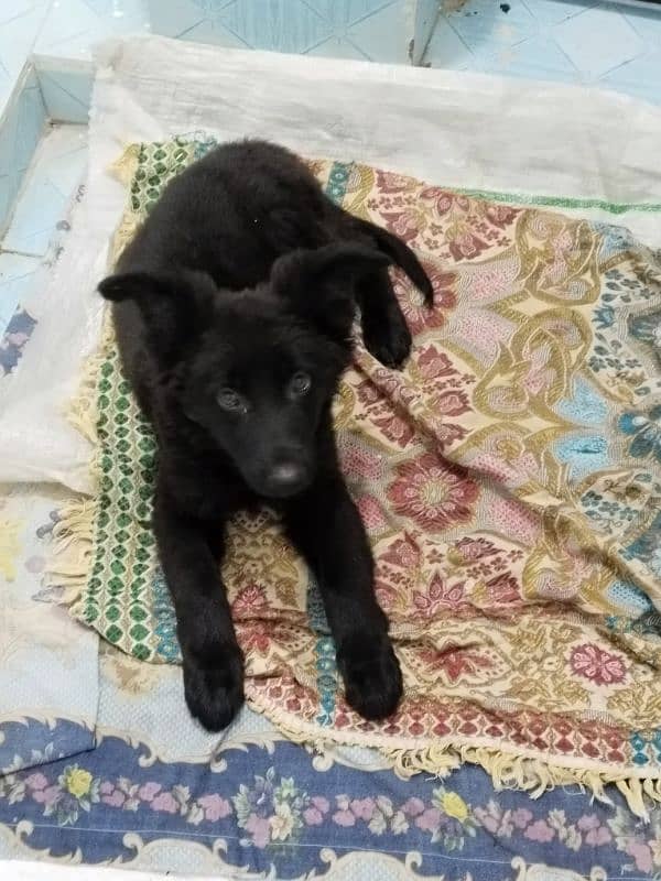 black German Shepherd female dog 2 month age 4