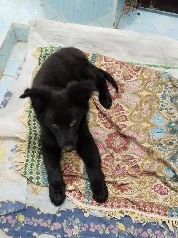 black German Shepherd female dog 2 month age 6