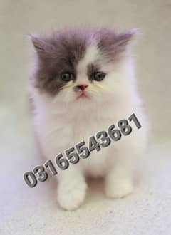 Persian cat/pike face kittens/triple coated/Persian kittens