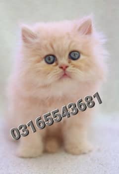 Persian cat/pike face kittens/triple coated/Persian kittens