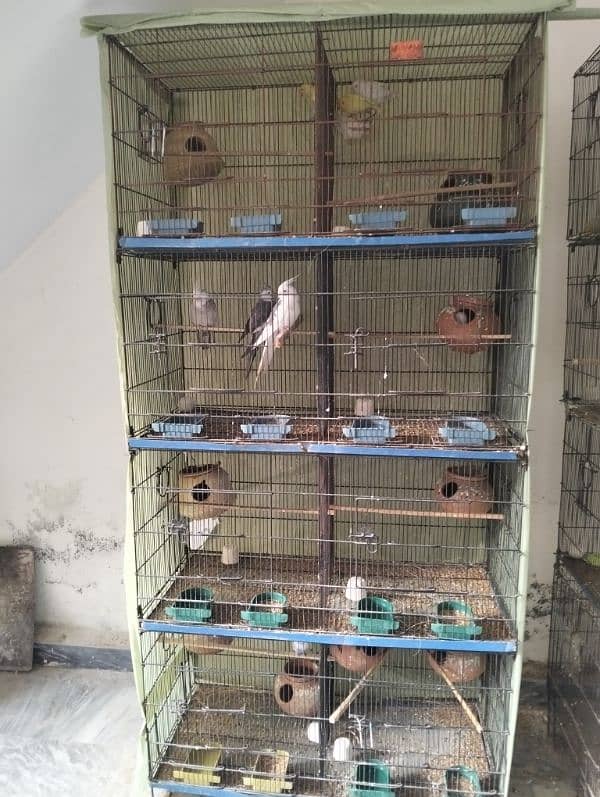 Different bird's pairs and single pieces and 4 portion cage 0