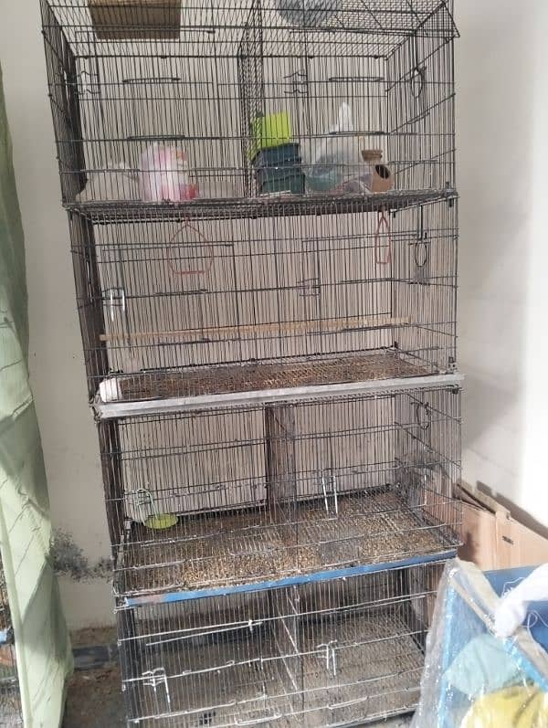 Different bird's pairs and single pieces and 4 portion cage 1