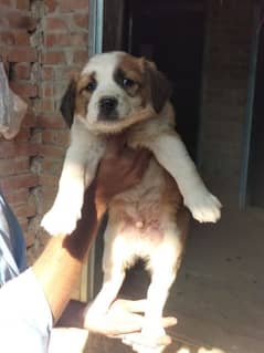 alabai afghan khuchi puppies for sale contact 03197466703