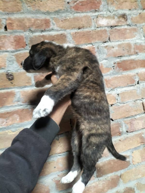 alabai afghan khuchi puppies for sale contact 03197466703 2