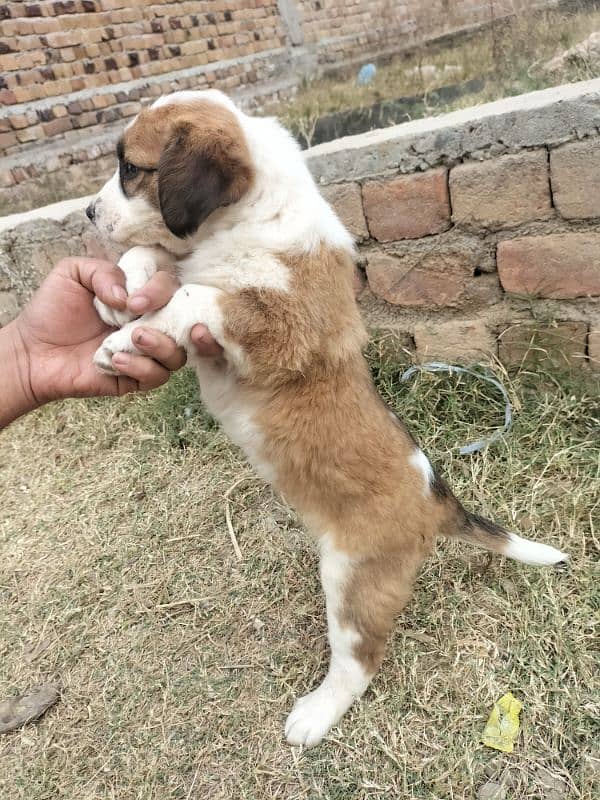 alabai afghan khuchi puppies for sale contact 03197466703 3