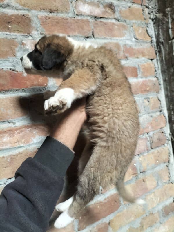 alabai afghan khuchi puppies for sale contact 03197466703 4