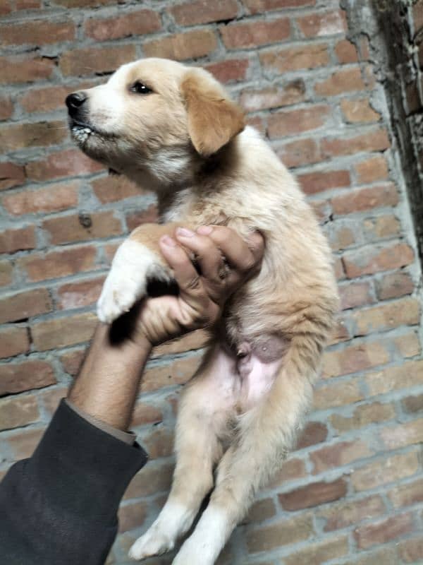 alabai afghan khuchi puppies for sale contact 03197466703 5