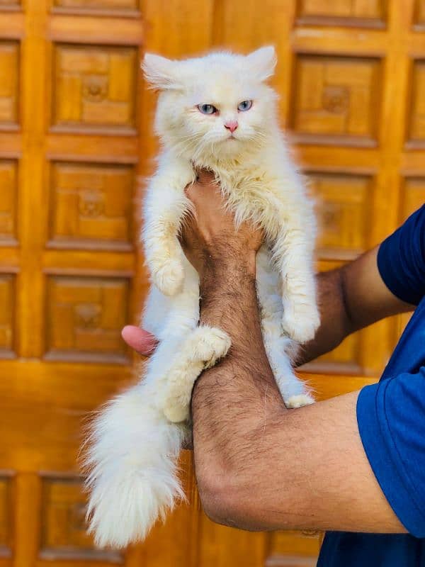 Persian Punch face triple coat cat Kitten 5