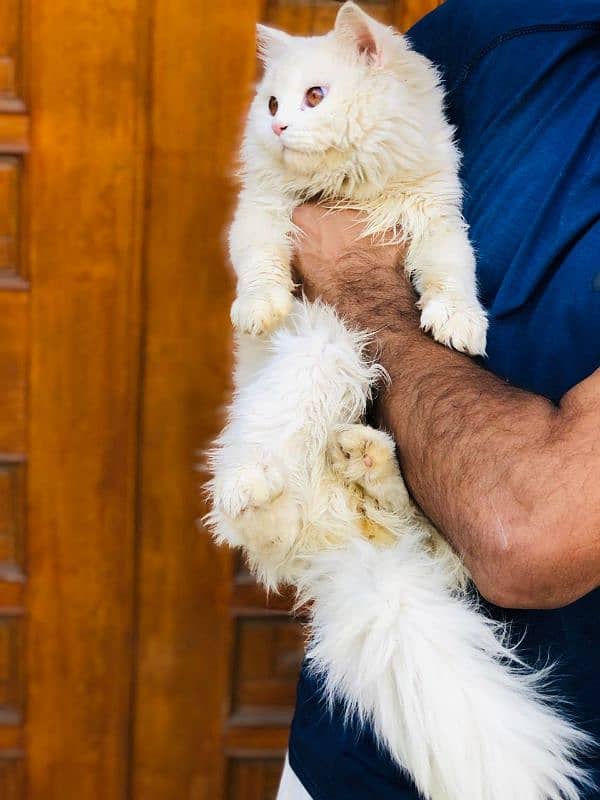 Persian Punch face triple coat cat Kitten 10