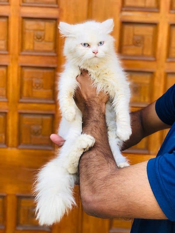 Persian Punch face triple coat cat Kitten 11