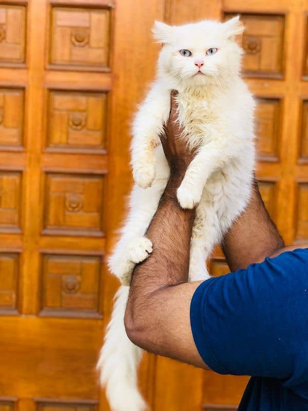 Persian Punch face triple coat cat Kitten 12