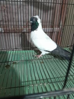 Pigeons | Pouter | Danish| Trumpeter | French coni| fancy pigeon