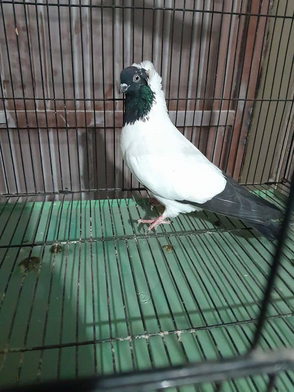 Pigeons | Pouter | Danish| Trumpeter | French coni| fancy pigeon 0