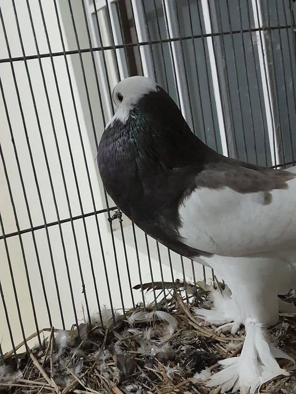 Pigeons | Pouter | Danish| Trumpeter | French coni| fancy pigeon 1