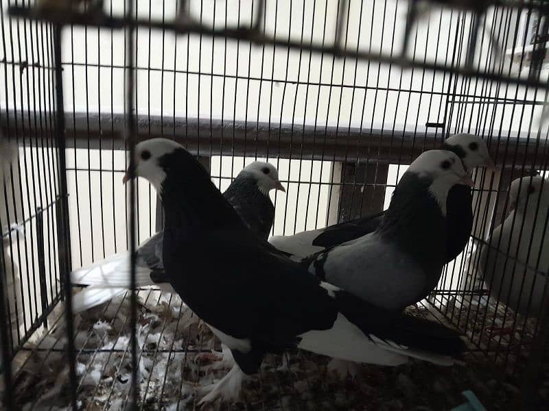 Pigeons | Pouter | Danish| Trumpeter | French coni| fancy pigeon 7