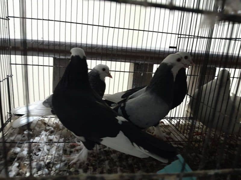 Pigeons | Pouter | Danish| Trumpeter | French coni| fancy pigeon 8