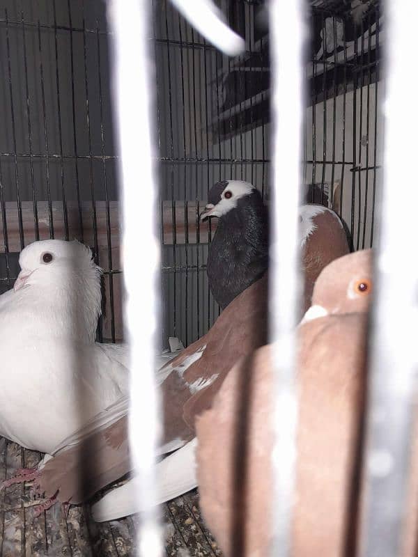 Pigeons | Pouter | Danish| Trumpeter | French coni| fancy pigeon 10