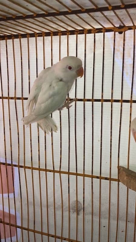 Lovebird pathay for sale, Albino red eyes,blue fisheri and fisher 2