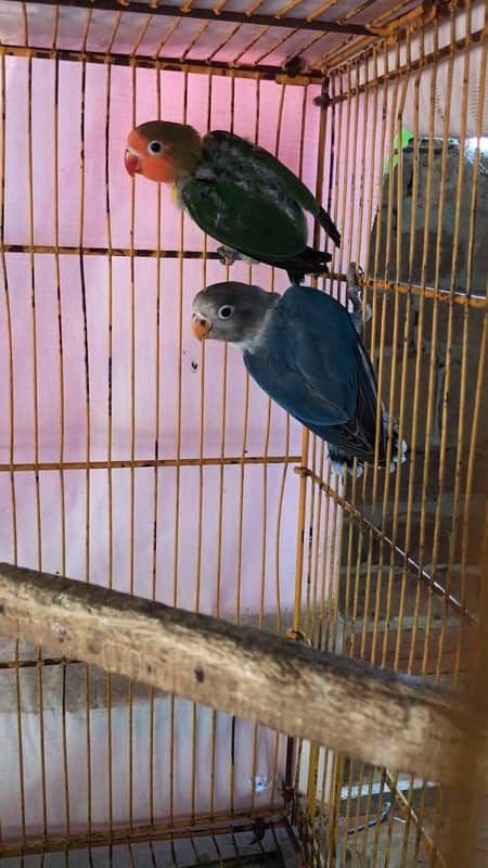 Lovebird pathay for sale, Albino red eyes,blue fisheri and fisher 3