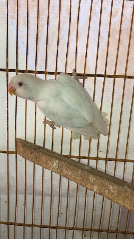 Lovebird pathay for sale, Albino red eyes,blue fisheri and fisher 1