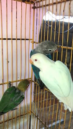 Lovebird pathay for sale, Albino red eyes,blue fisheri and fisher