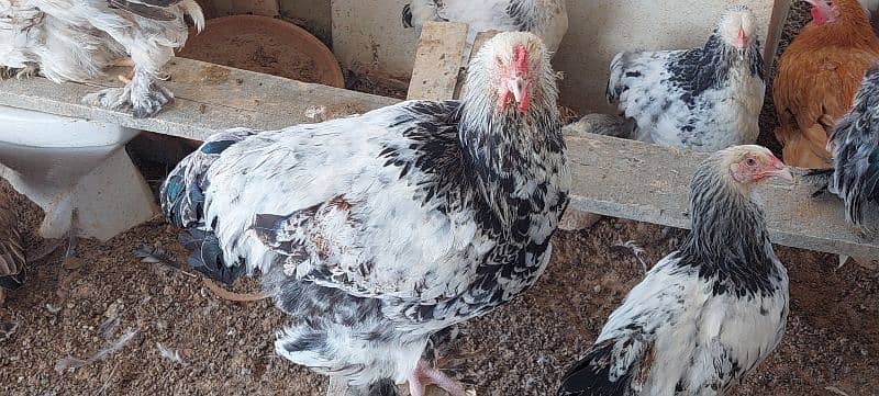 brahma hen available 2