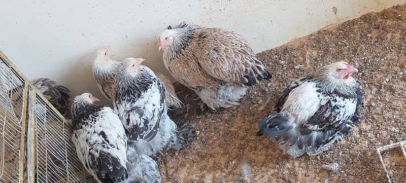 brahma hen available 3